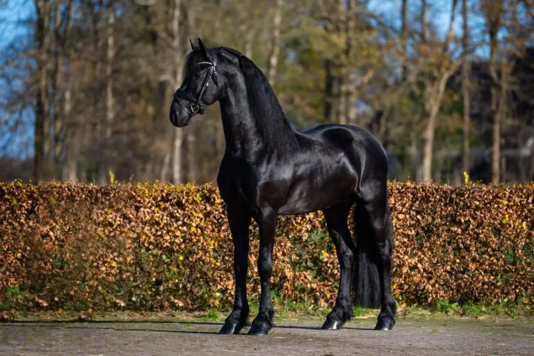 DSC_8076 HR plukje bewerkt